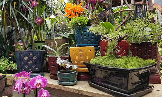 Orchid & Bonsai