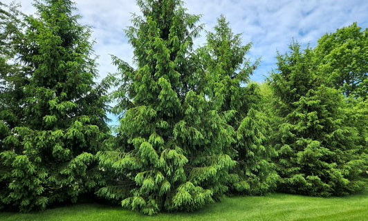 Privacy Trees