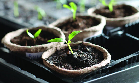 Seeds & Seed Starters