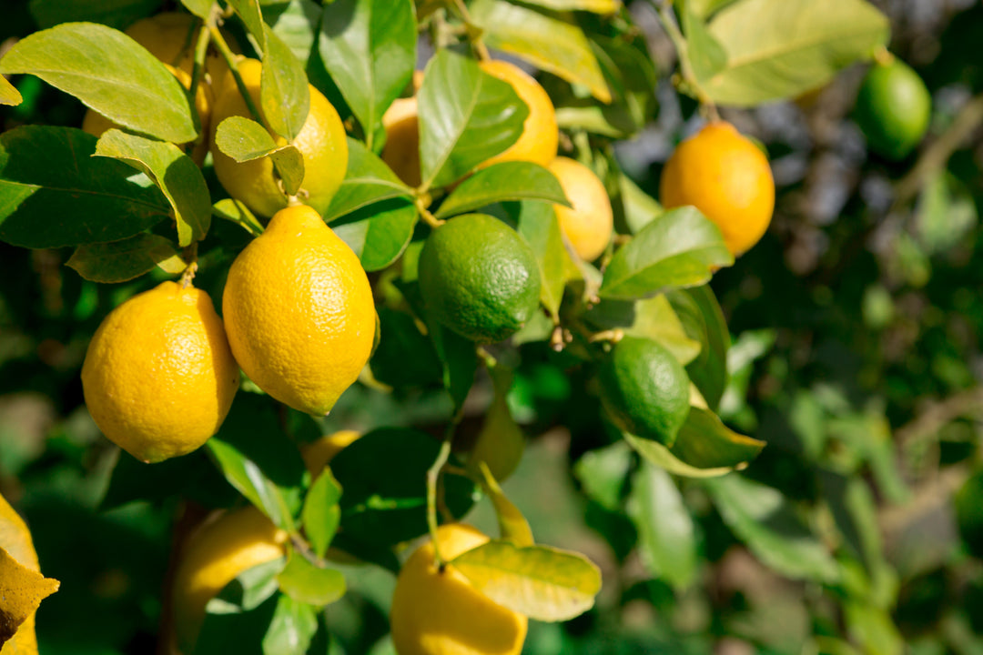 Citrus