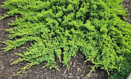 Evergreen Shrubs
