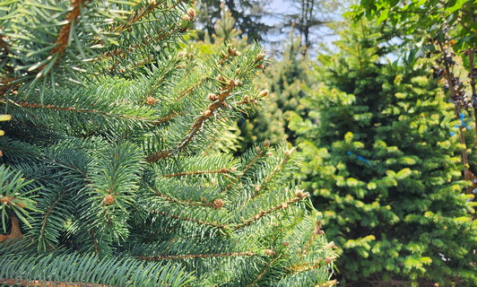 Evergreen Trees