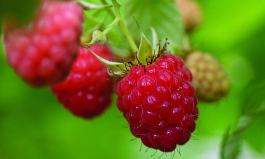 Fruit Bearing Shrubs