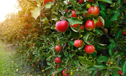 Fruit Bearing Trees