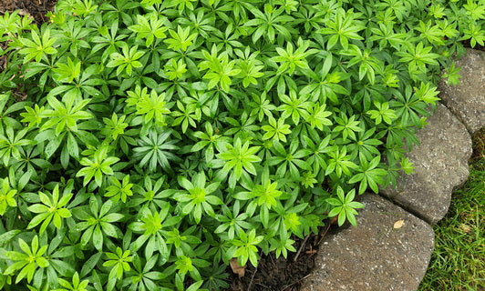 Groundcovers