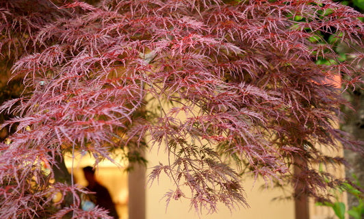Japanese Maples