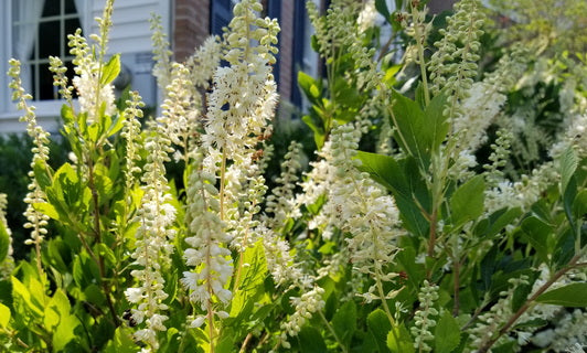 Native Shrubs