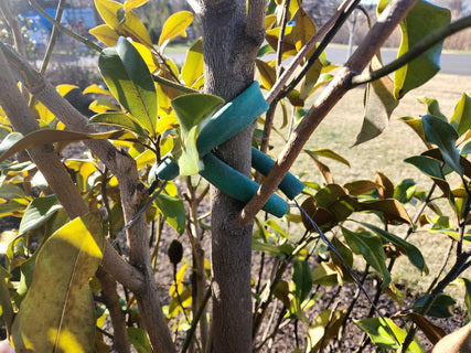 Plant Supports