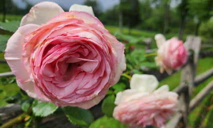 Roses
