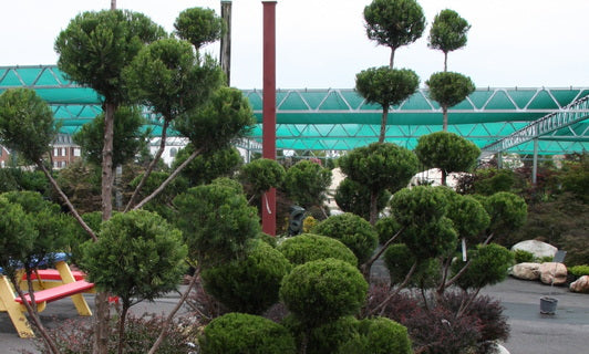 Topiary Trees