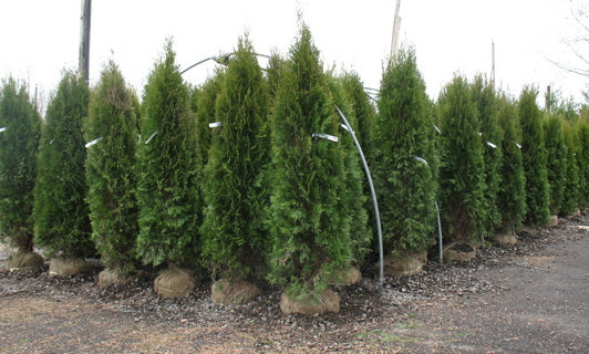 Wholesale Plants