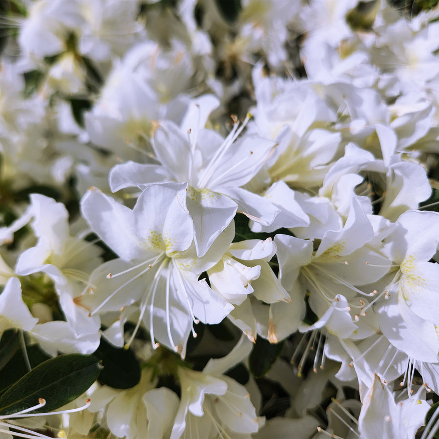 Delaware Valley White Azalea