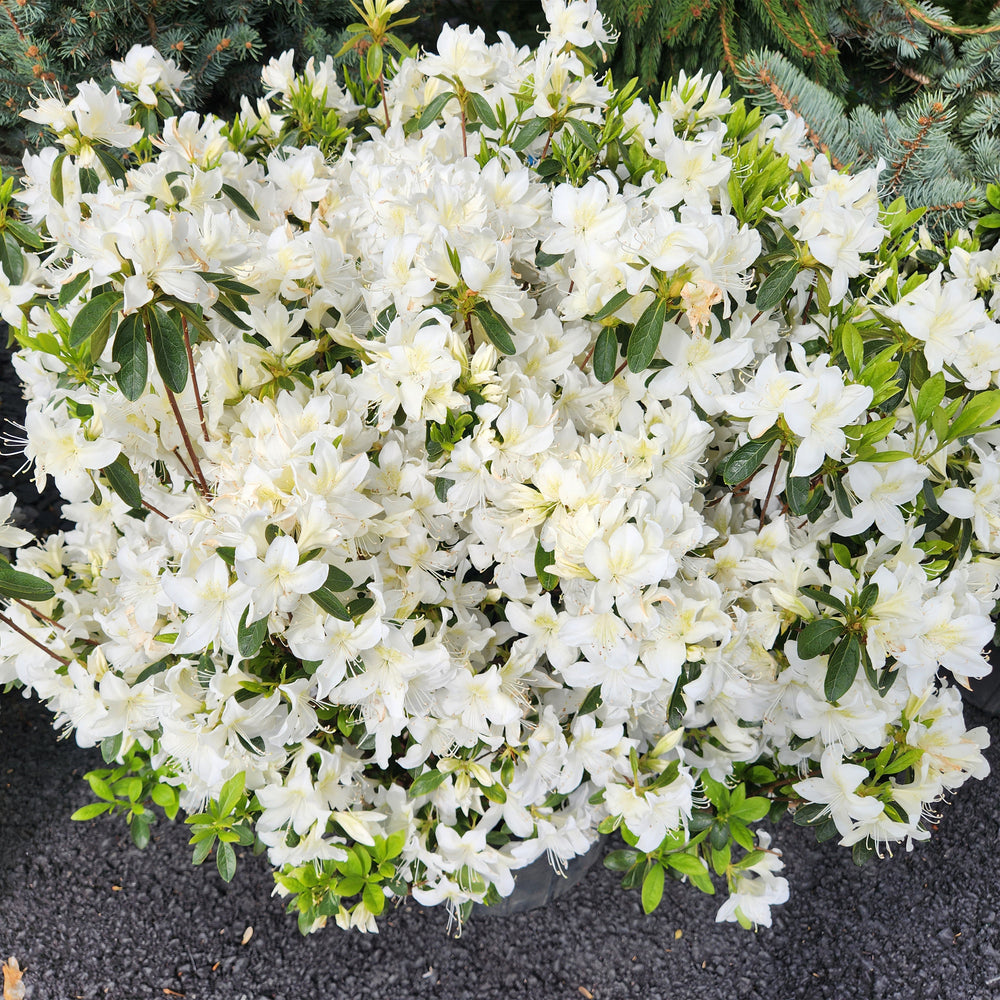 Delaware Valley White Azalea