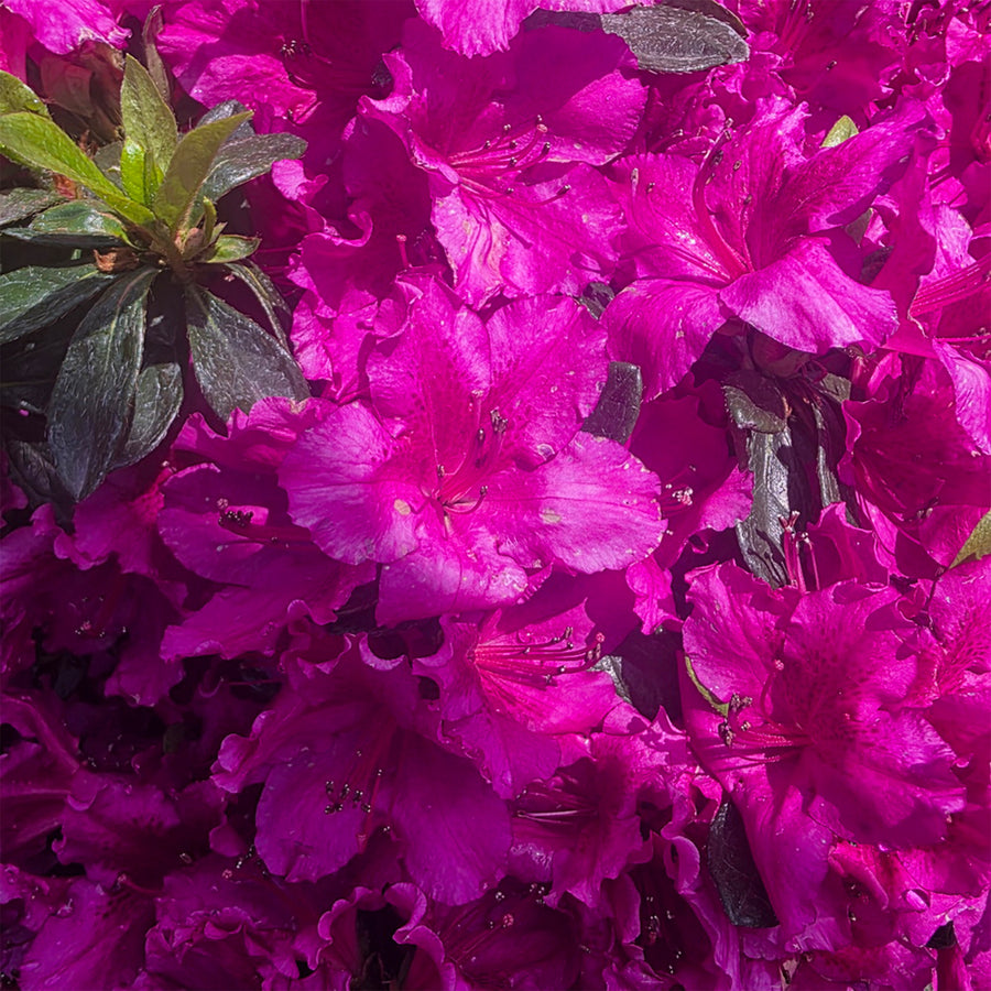 Girard's Fuchsia Azalea