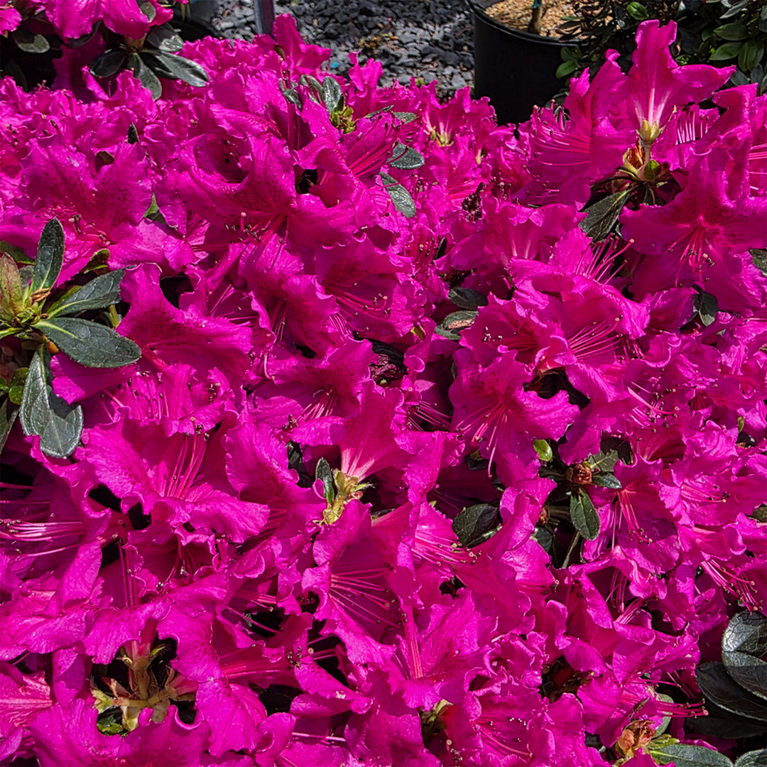Girard's Fuchsia Azalea