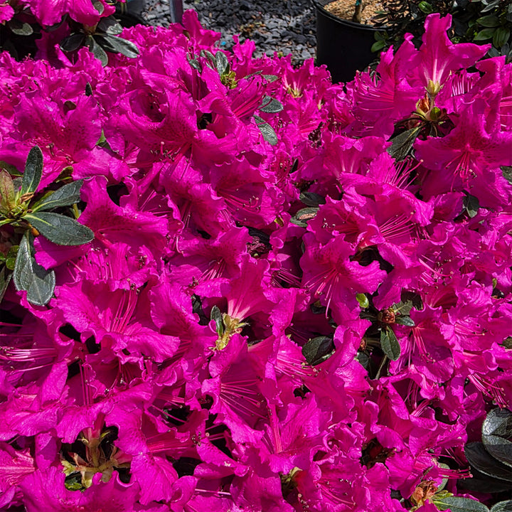 Girard's Fuchsia Azalea