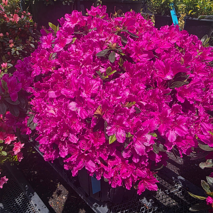 Girard's Fuchsia Azalea
