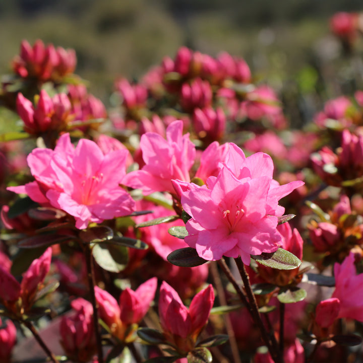Tradition Azalea