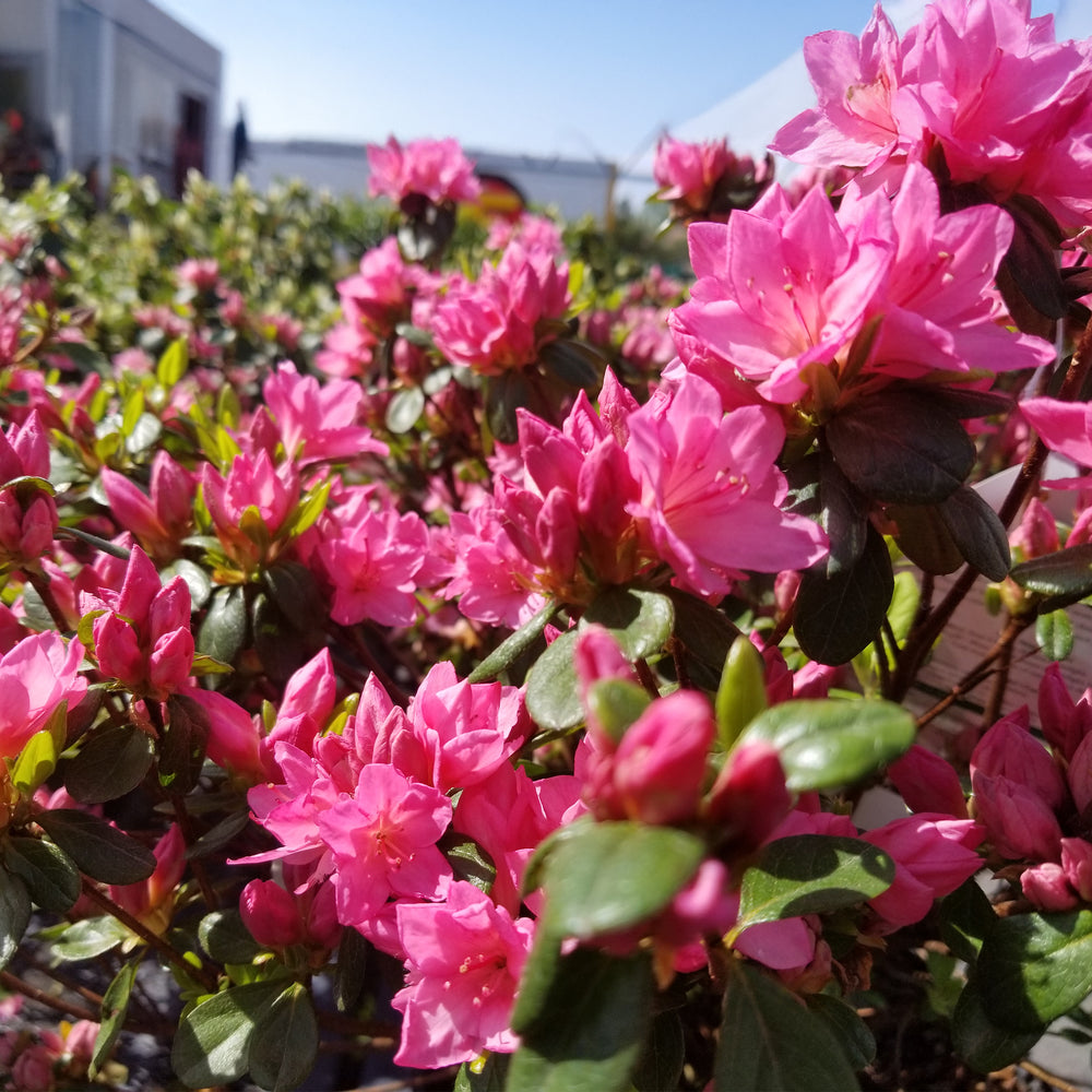Tradition Azalea