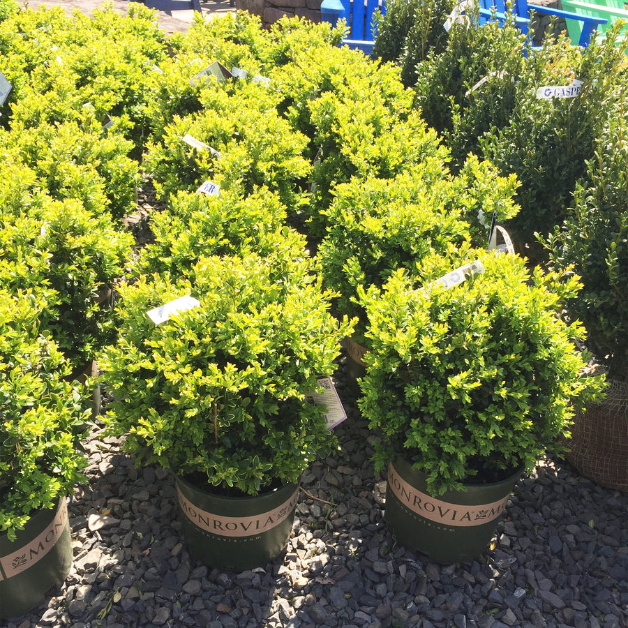 Green Velvet Boxwood