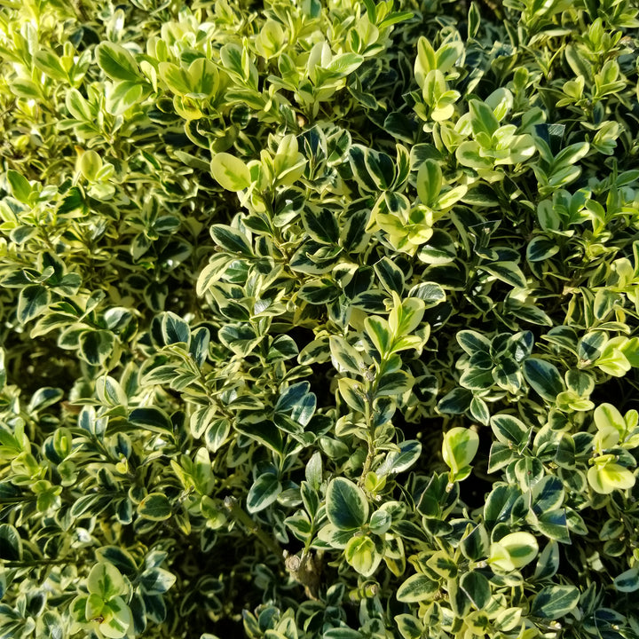 Variegated English Boxwood - Rounded