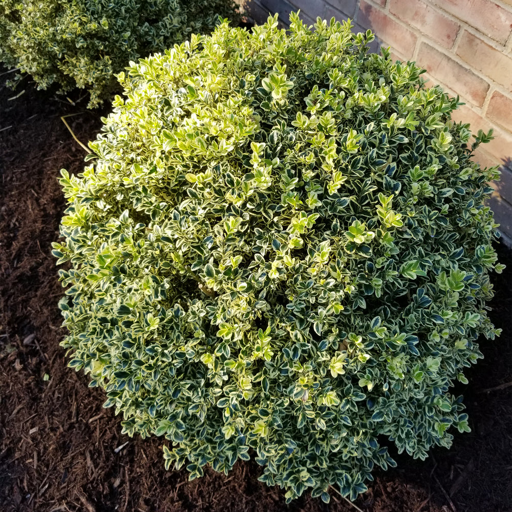 Variegated English Boxwood - Rounded