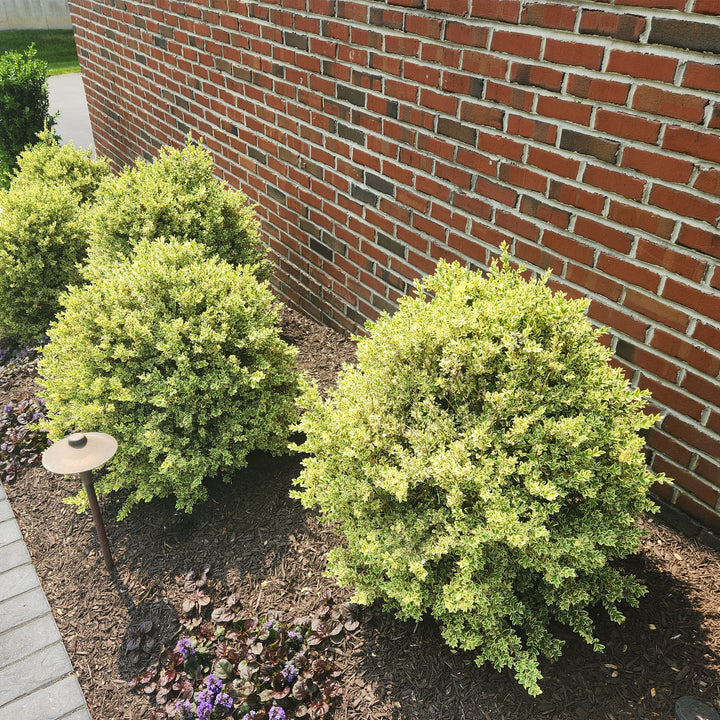 Variegated English Boxwood - Rounded