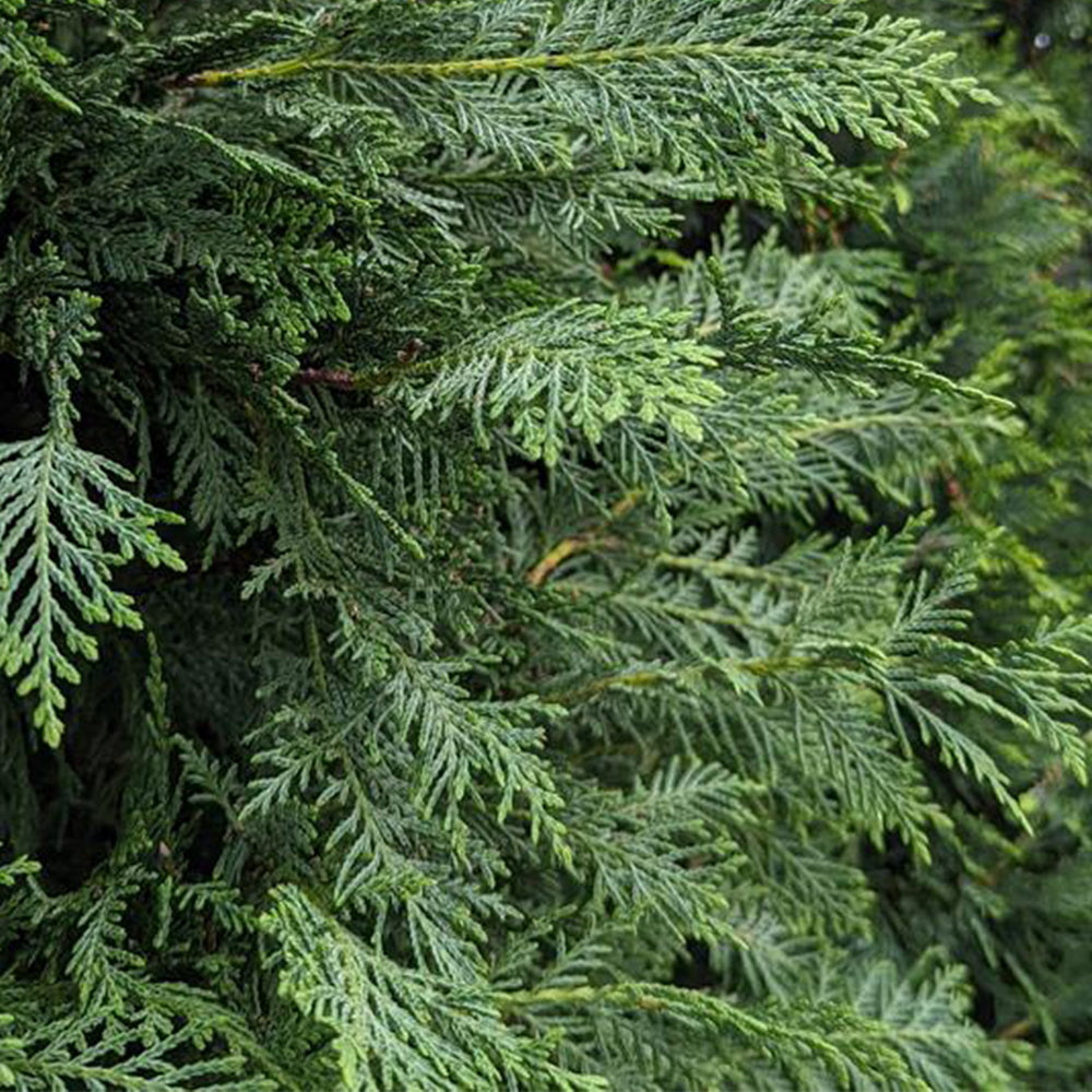 Leyland Cypress