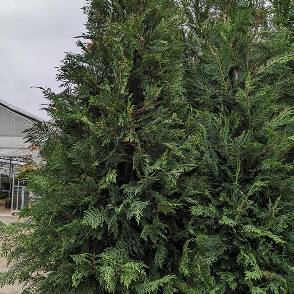 Leyland Cypress