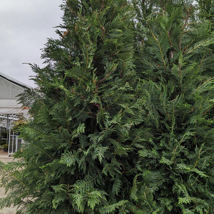 Leyland Cypress
