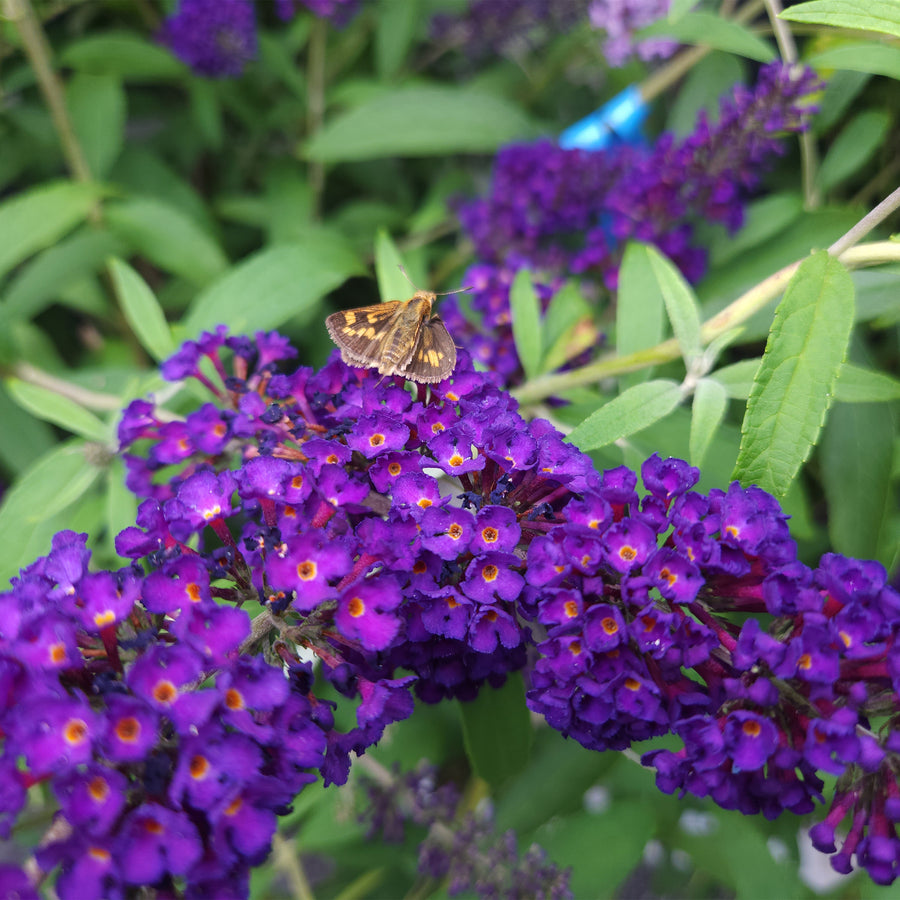 Black Knight Butterfly Bush
