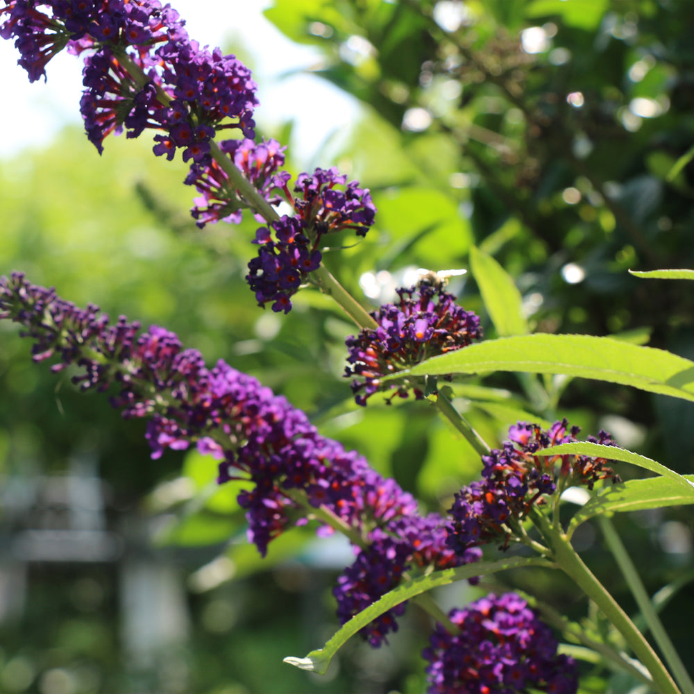 Black Knight Butterfly Bush