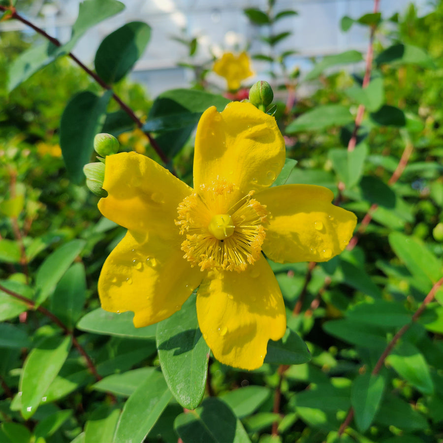 Hidcote St. John's Wort
