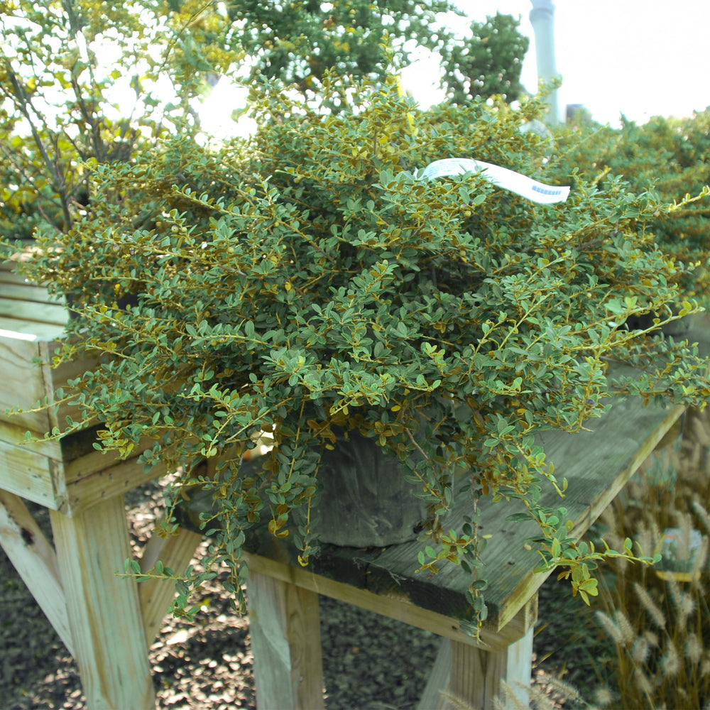 Helleri Dwarf Japanese Holly