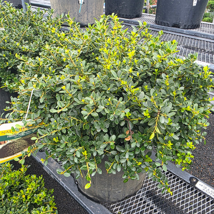 Helleri Dwarf Japanese Holly