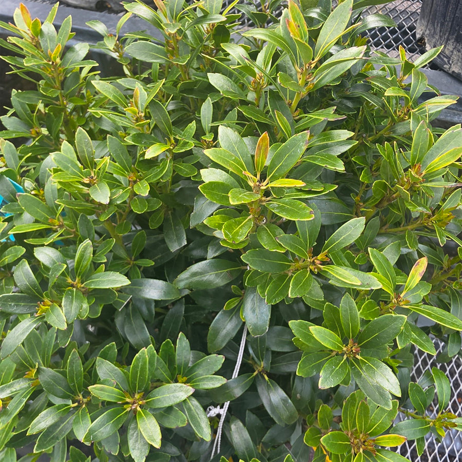 Shamrock Inkberry Holly