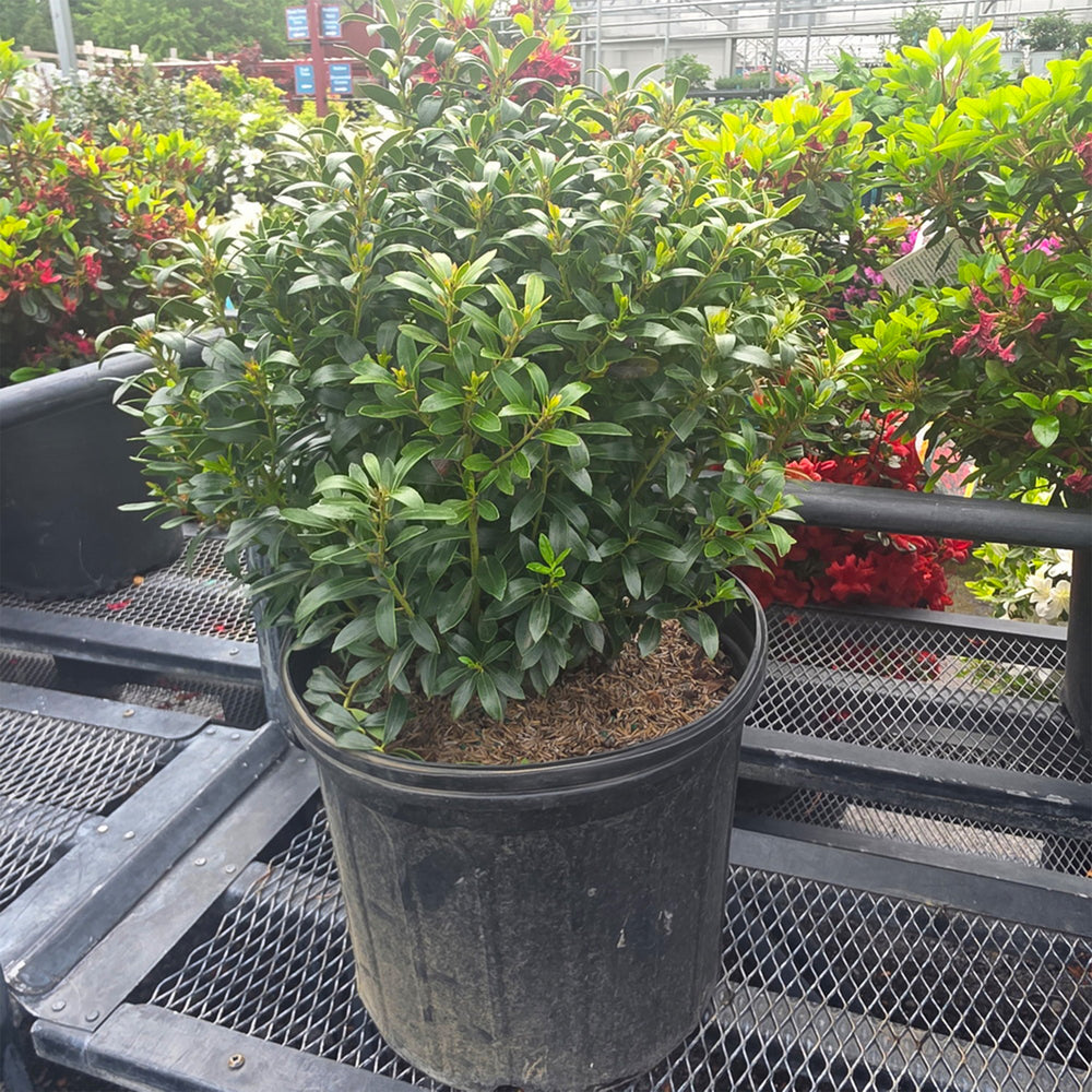 Shamrock Inkberry Holly