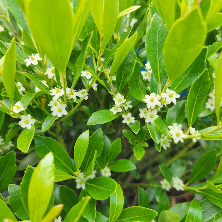 Shamrock Inkberry Holly