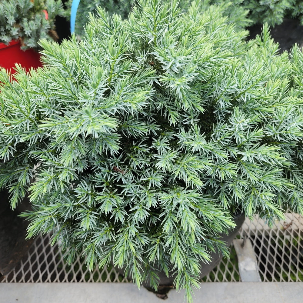 Blue Star Juniper