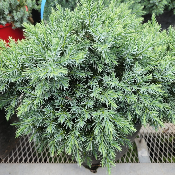 Blue Star Juniper