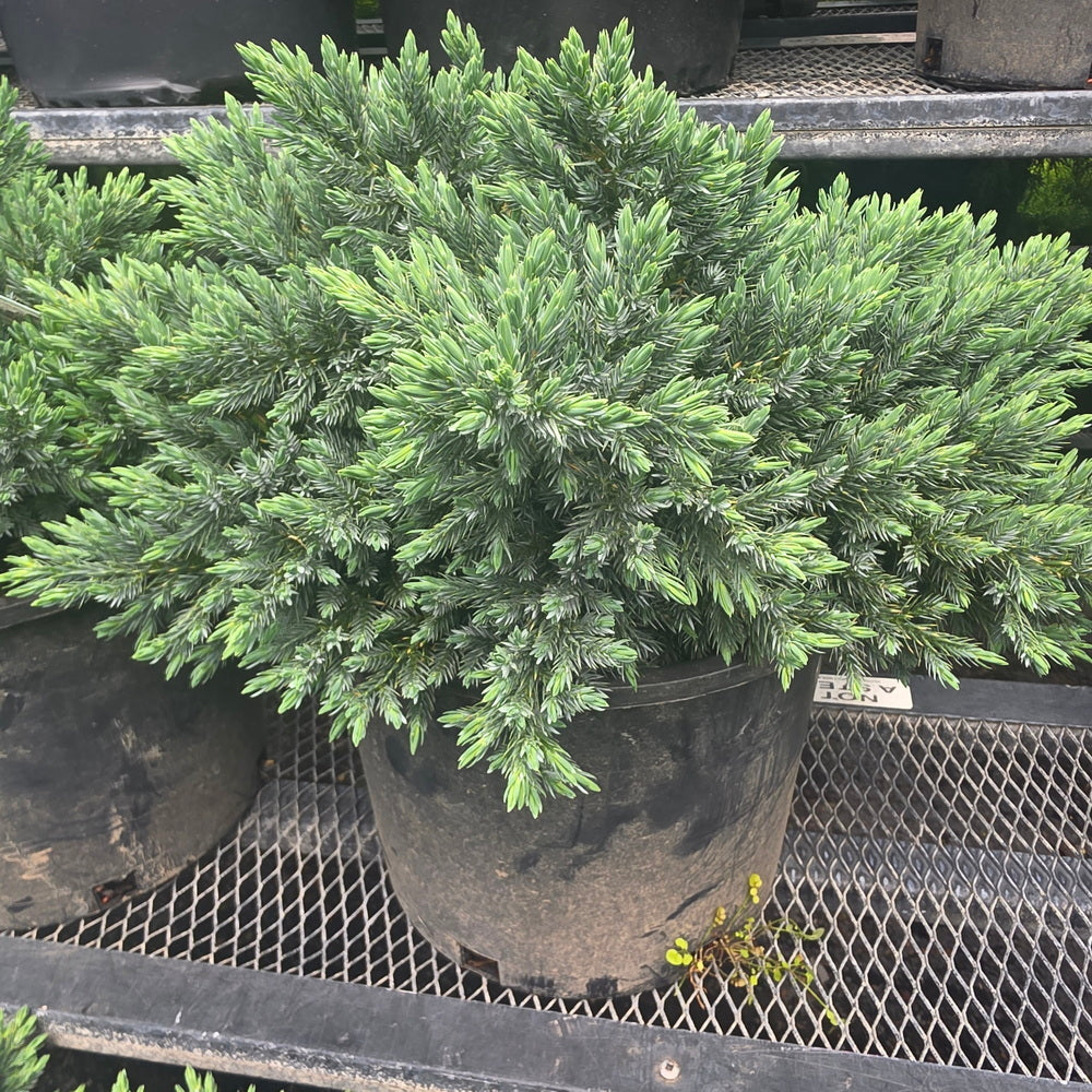 Blue Star Juniper