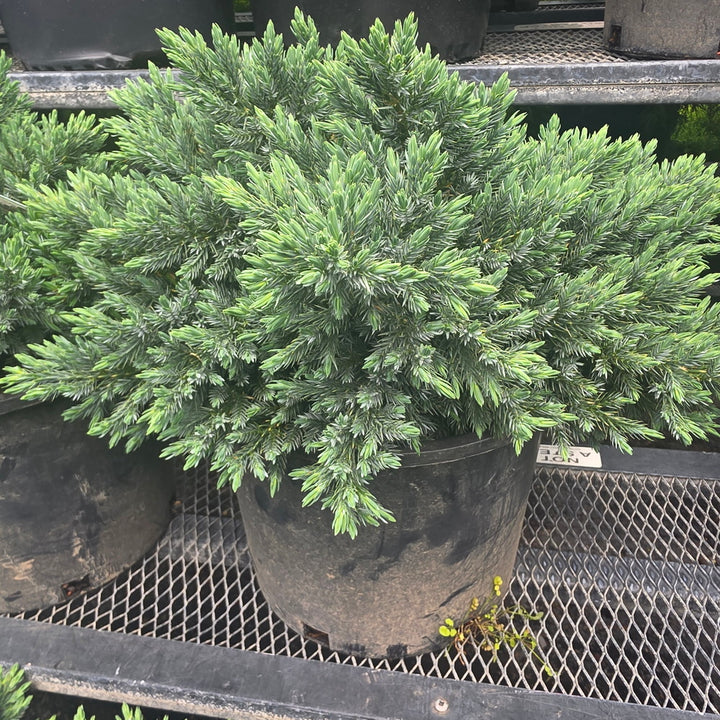 Blue Star Juniper