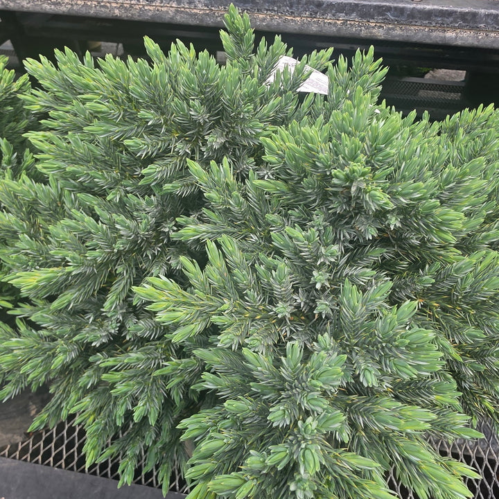 Blue Star Juniper