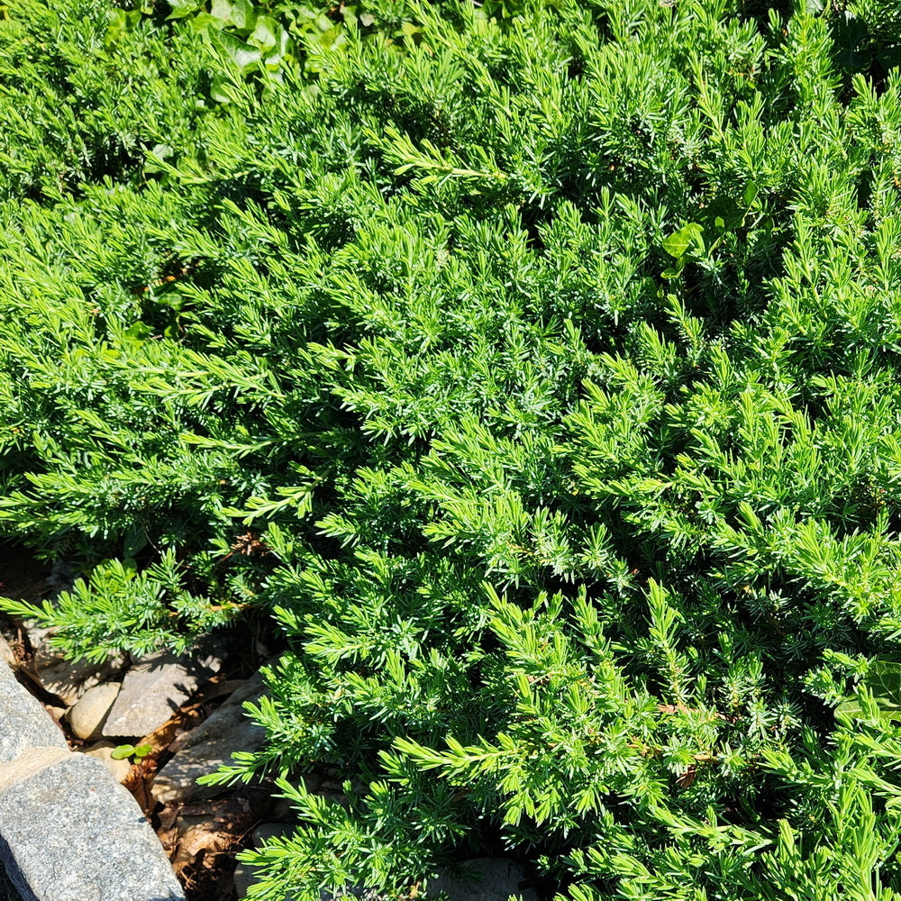 Blue Pacific Juniper