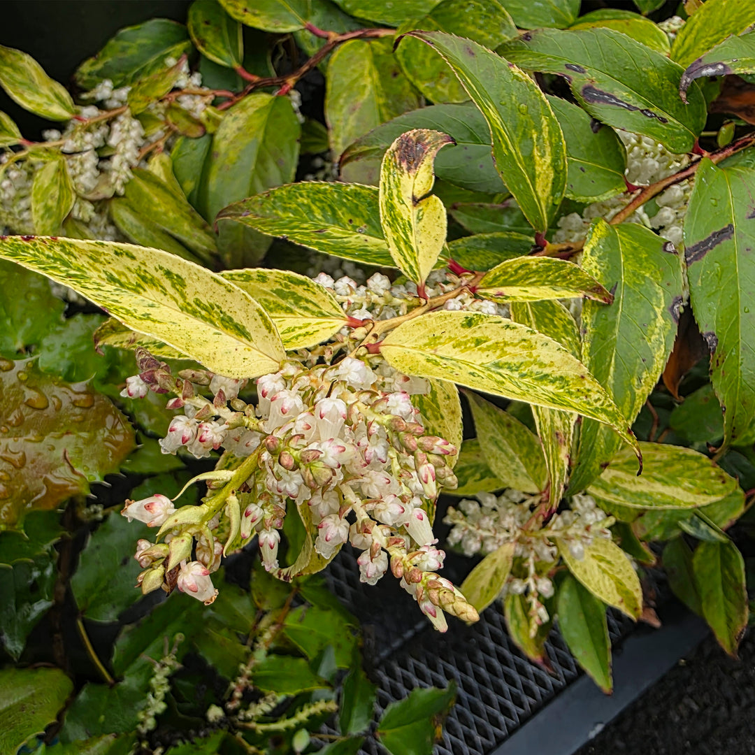 Rainbow Drooping Leucothoe
