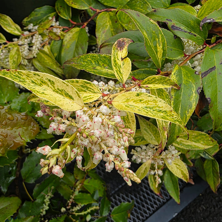 Rainbow Drooping Leucothoe