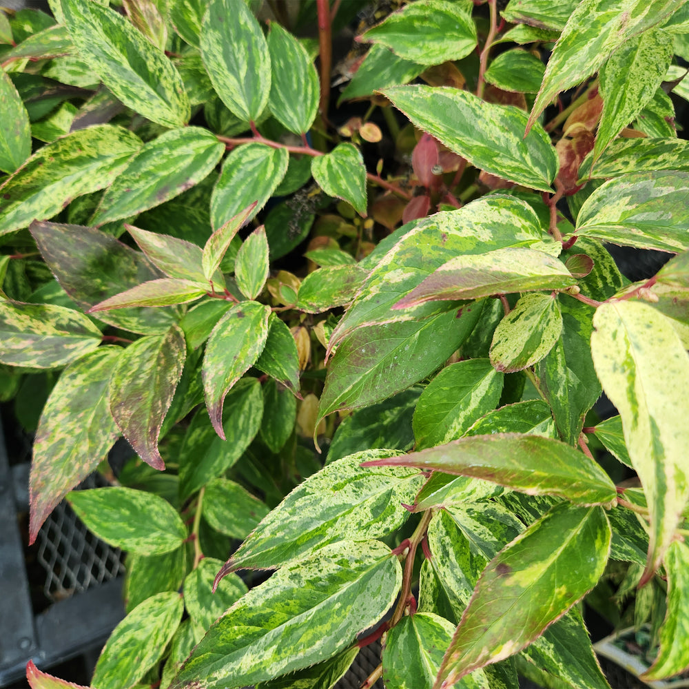 Rainbow Drooping Leucothoe