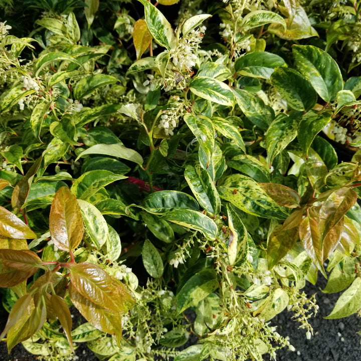 Rainbow Drooping Leucothoe