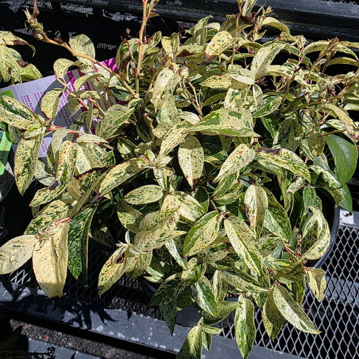 Rainbow Drooping Leucothoe
