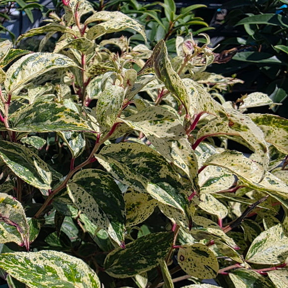 Rainbow Drooping Leucothoe